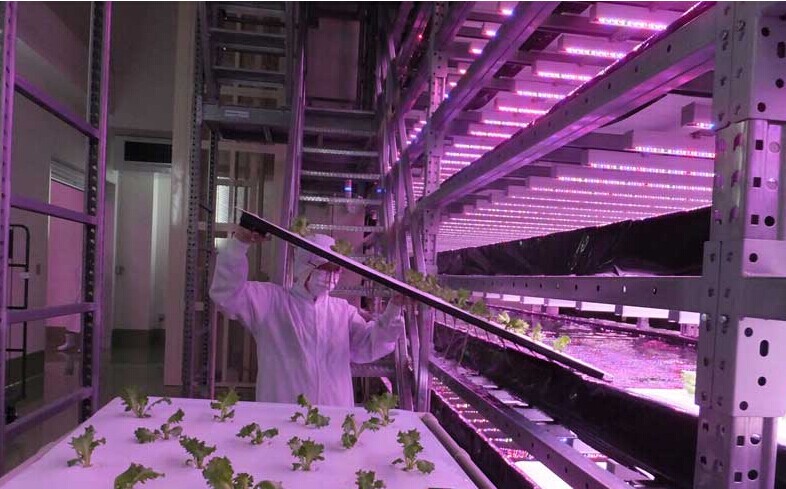 13000盏飞利浦LED植物灯打造新型植物工厂